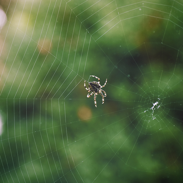 plaga araña eliminacion total