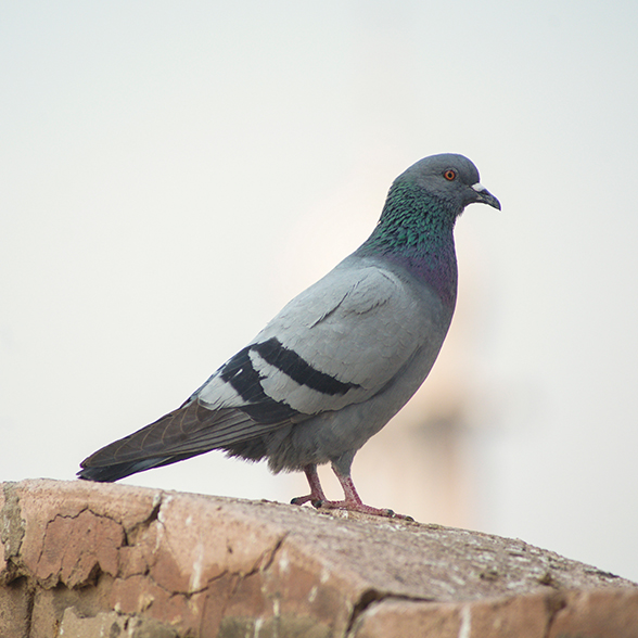 Sistemas anti-palomas y control de aves urbanas