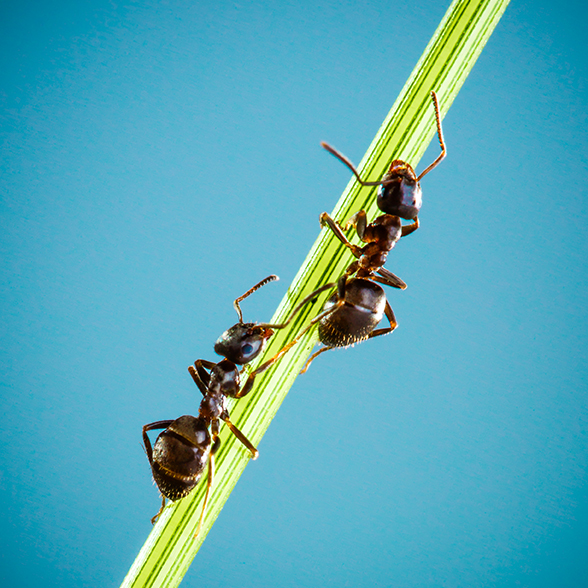 Desinsectación profesional