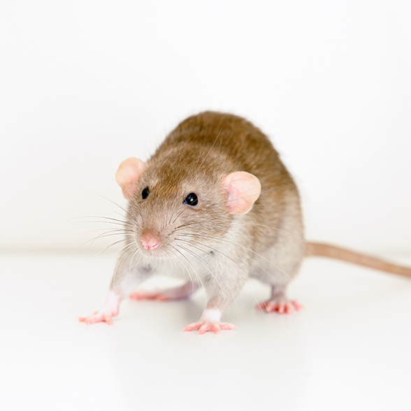 Desratización integral